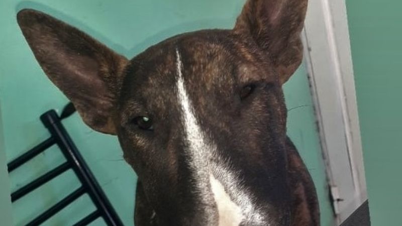 Piden ayuda para dar con el paradero de una perrita