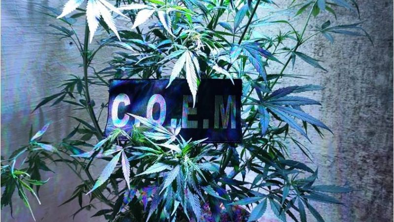 Buscaban una moto robada y encontraron una maceta con marihuana