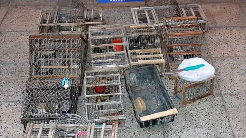 Secuestran aves canoras y tramperas que eran trasladadas en moto