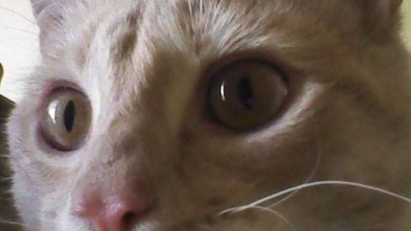 Buscan a gatito perdido