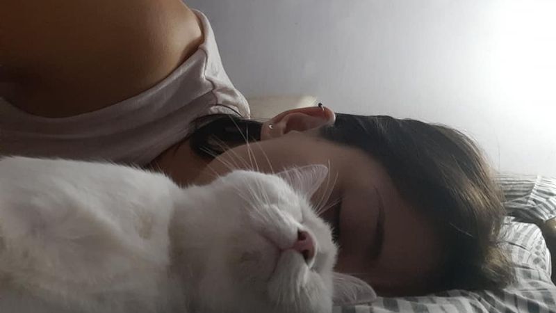 Desesperado pedido por “Nieve”, una gatita perdida