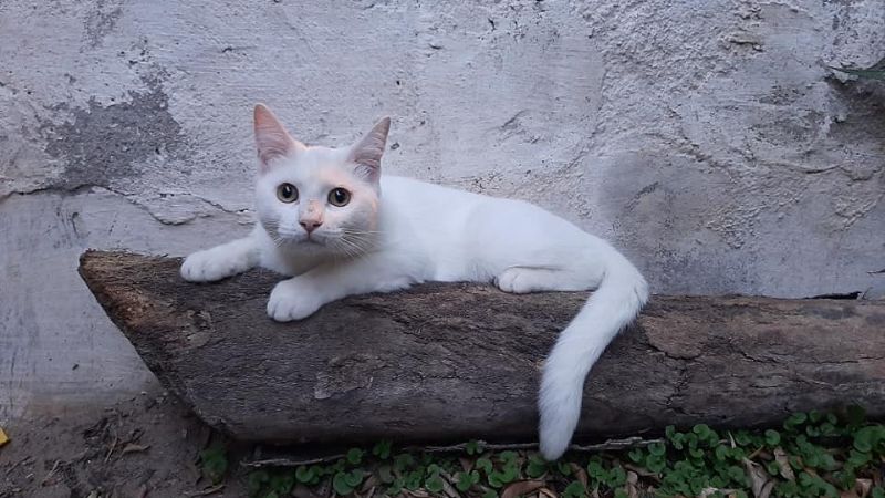 Desesperado pedido por “Nieve”, una gatita perdida