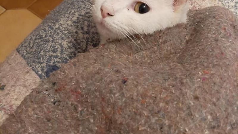 Desesperado pedido por “Nieve”, una gatita perdida