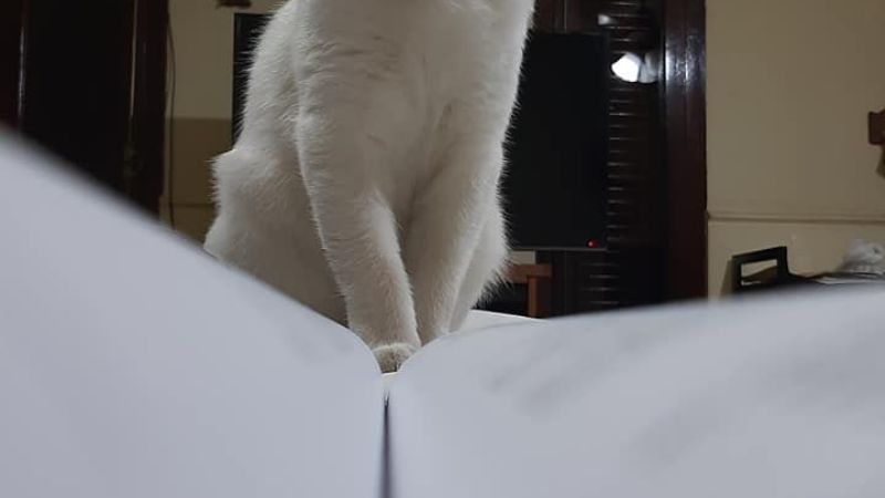 Desesperado pedido por “Nieve”, una gatita perdida