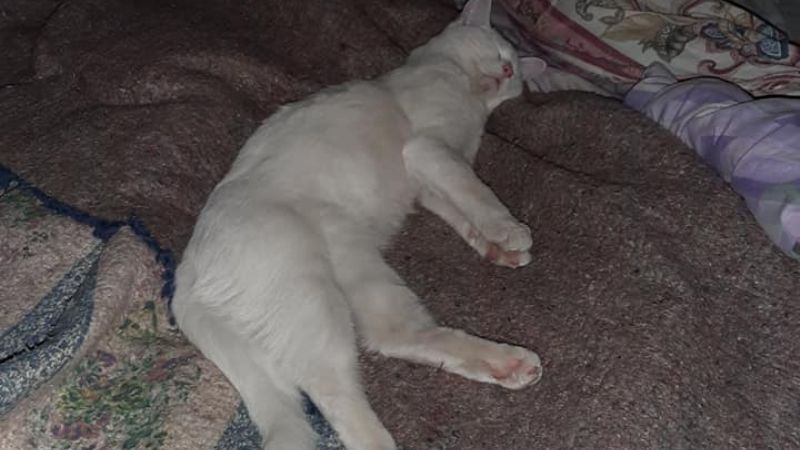 Desesperado pedido por “Nieve”, una gatita perdida