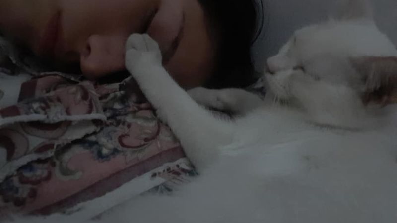 Desesperado pedido por “Nieve”, una gatita perdida