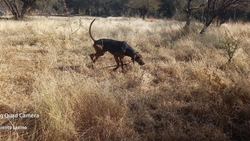 Can del Servicio Penitenciario se sumó a la búsqueda de Guadalupe