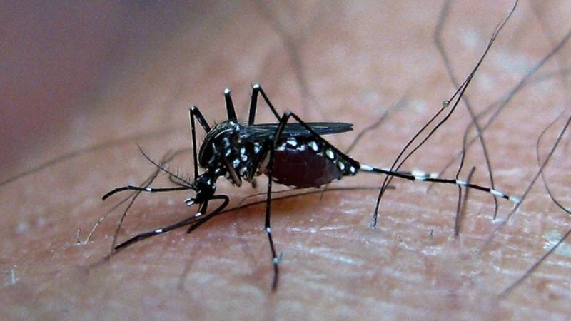 Estudian cómo se amplió la distribución del mosquito responsable del dengue
