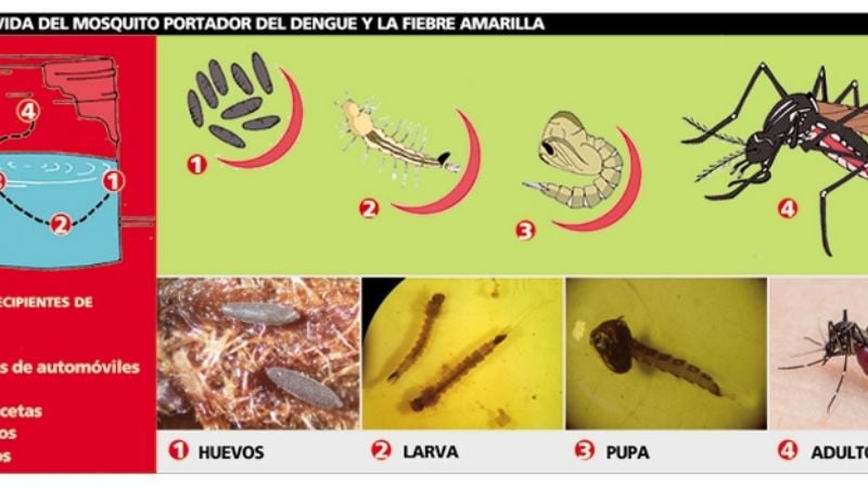 Estudian cómo se amplió la distribución del mosquito responsable del dengue