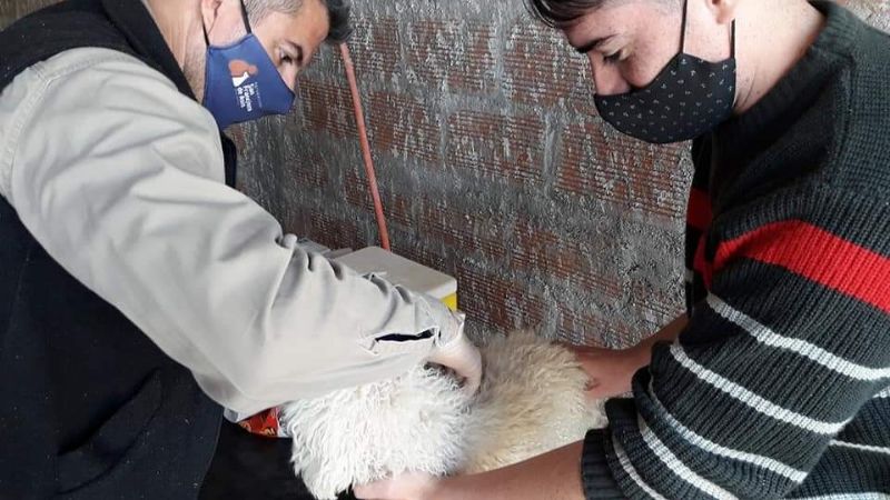 Campaña antirrábica y de desparasitación en Recreo
