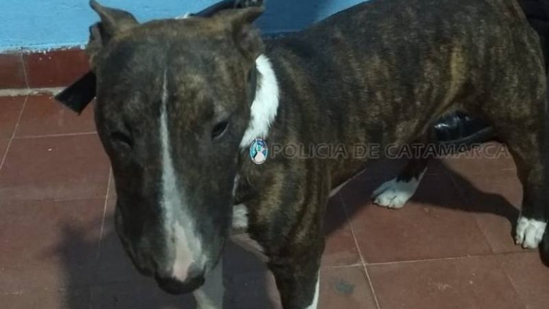 Recuperan un perro de raza