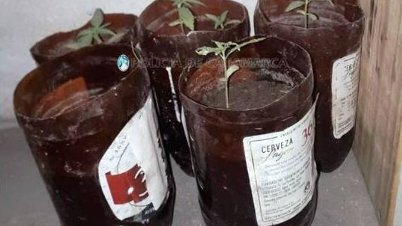 Hombres se acuchillaron y policías encontraron 27 plantines de marihuana