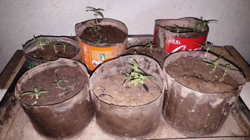 Hombres se acuchillaron y policías encontraron 27 plantines de marihuana