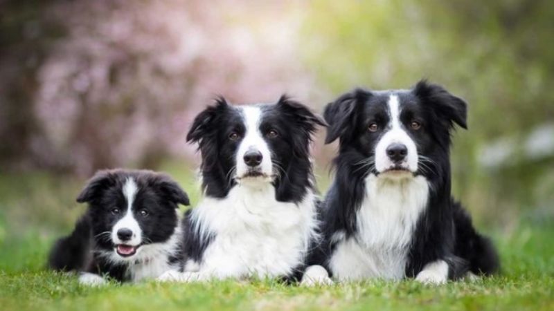 Un estudio determinó cuáles son las 10 razas de perros más inteligentes