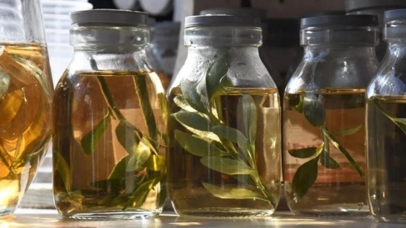 ¿Cómo se prepara la caña con ruda y por qué se toma el 1 de agosto?