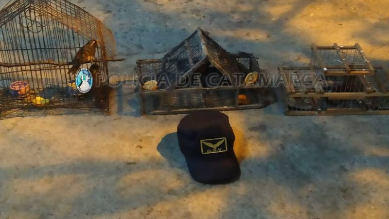 Secuestran aves canoras en Las Rejas y El Portezuelo