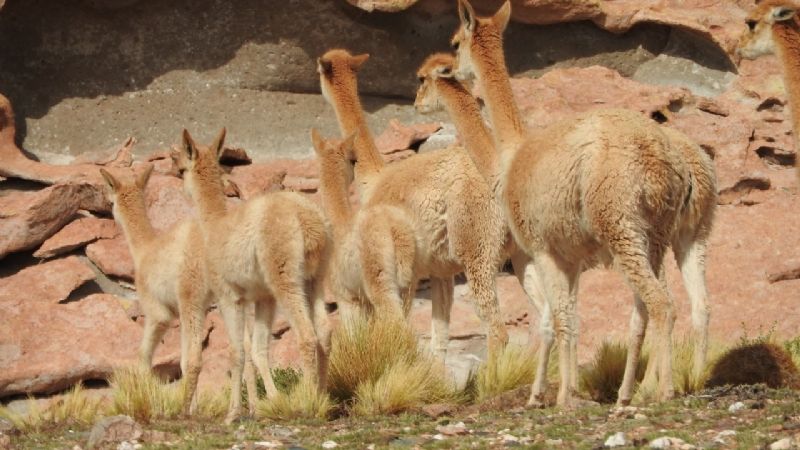 Venta de fibra de vicuña en Belén y Laguna Blanca