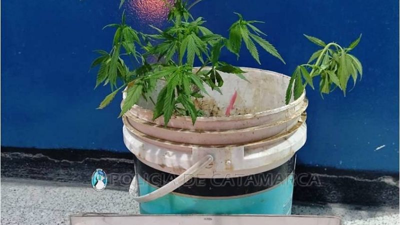 Secuestran tres plantines de marihuana y arrestan a un joven