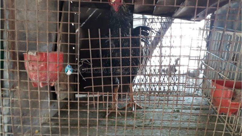 Secuestran 25 gallos de riña y otros elementos en Banda de Varela