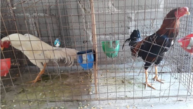 Secuestran 25 gallos de riña y otros elementos en Banda de Varela