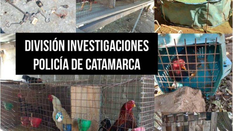 Secuestran 25 gallos de riña y otros elementos en Banda de Varela