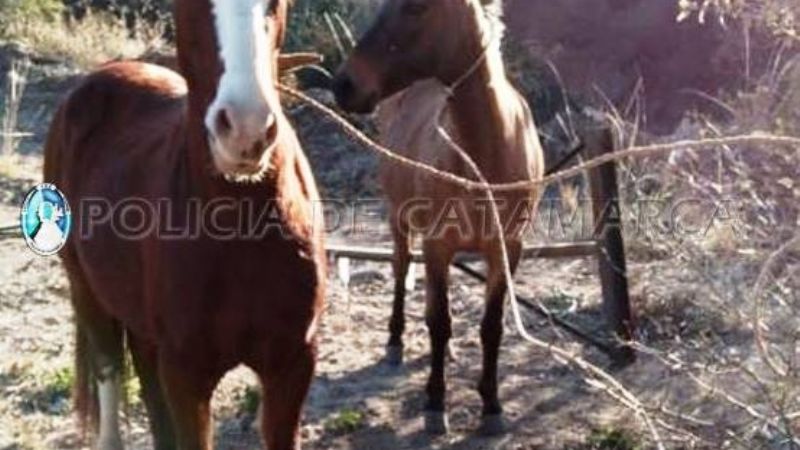 Secuestran un caballo y una mula en La Puerta, Ambato