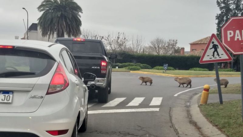 Quiénes son los visitantes que tienen en vilo a vecinos de Nordelta