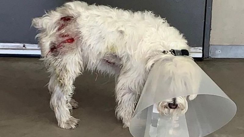 Quiénes son los visitantes que tienen en vilo a vecinos de Nordelta