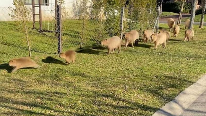 Quiénes son los visitantes que tienen en vilo a vecinos de Nordelta