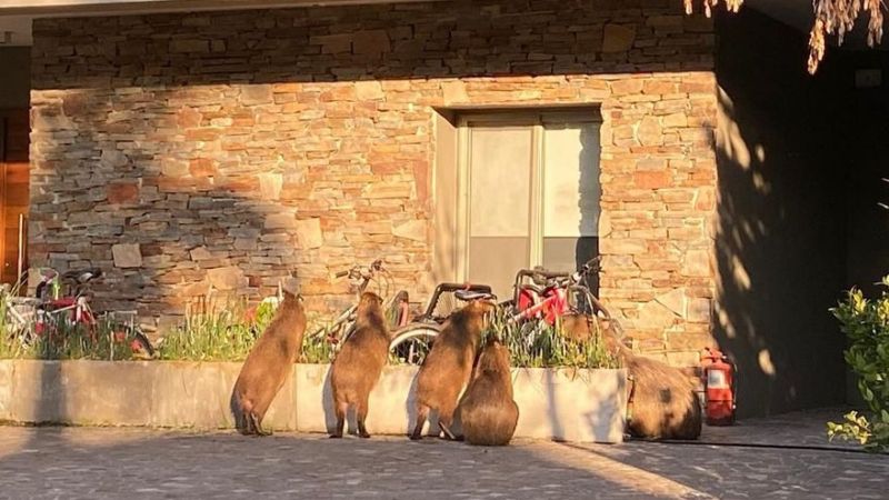 Quiénes son los visitantes que tienen en vilo a vecinos de Nordelta