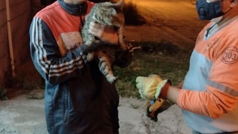 Rescatan un gatito que trepó hasta la cima de un poste