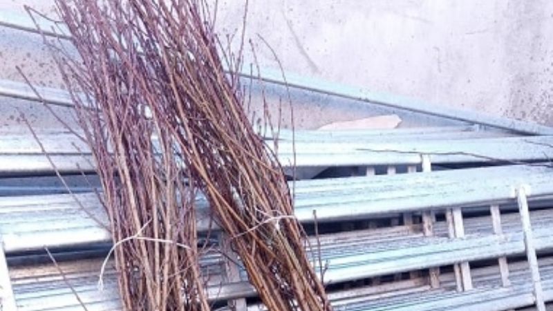 Venta de plantas frutales a precio de costo