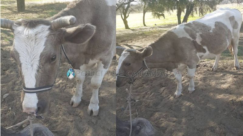 Secuestran animales sueltos en ruta 38