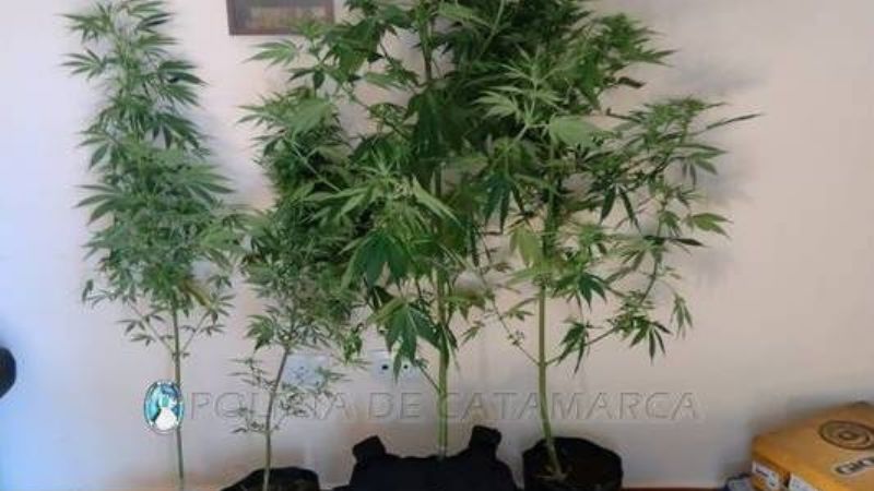 Encontró en su casa plantas de marihuana y las entregó a la Policía