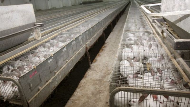 La Rioja concentra el 15% de la producción cunícola del país