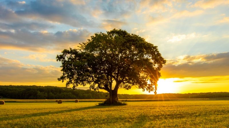 ¿Por qué hoy es el Día del Árbol?