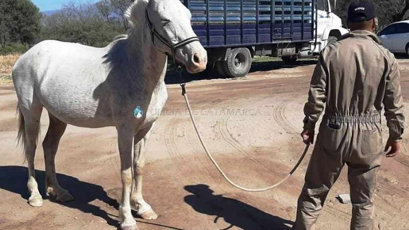 Secuestran un animal suelto en Valle Chico