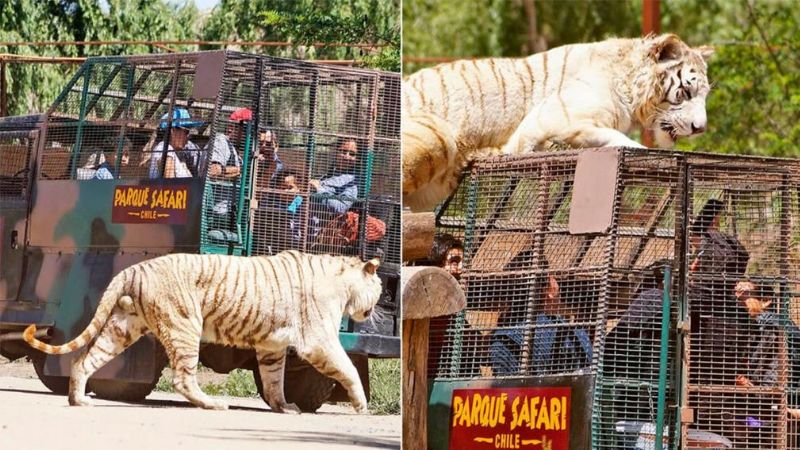 Chile: un tigre atacó y mató a una mujer en un zoológico