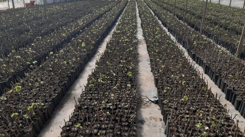 Catamarca comienza a exportar mosto por el Paso de San Francisco