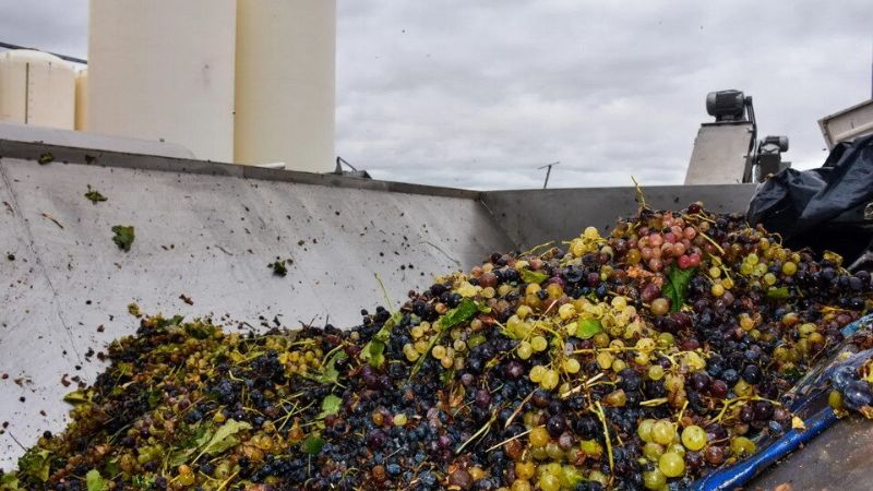 Catamarca comienza a exportar mosto por el Paso de San Francisco