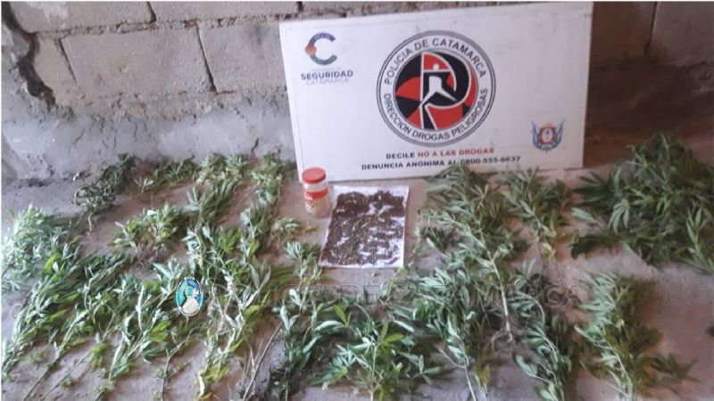 Dos detenidos con plantas de marihuana y celulares en Banda de Varela