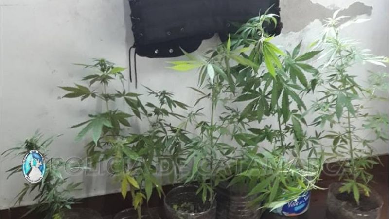 Dos detenidos con plantas de marihuana y celulares en Banda de Varela