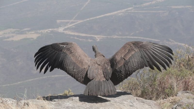 Rescatan, curan y liberan a un cóndor