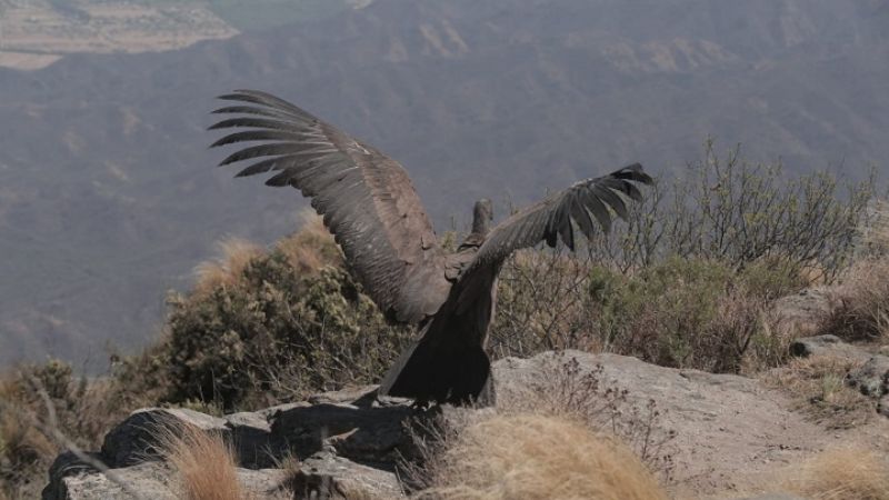 Rescatan, curan y liberan a un cóndor