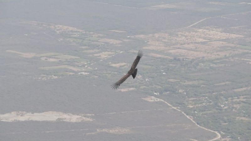Rescatan, curan y liberan a un cóndor