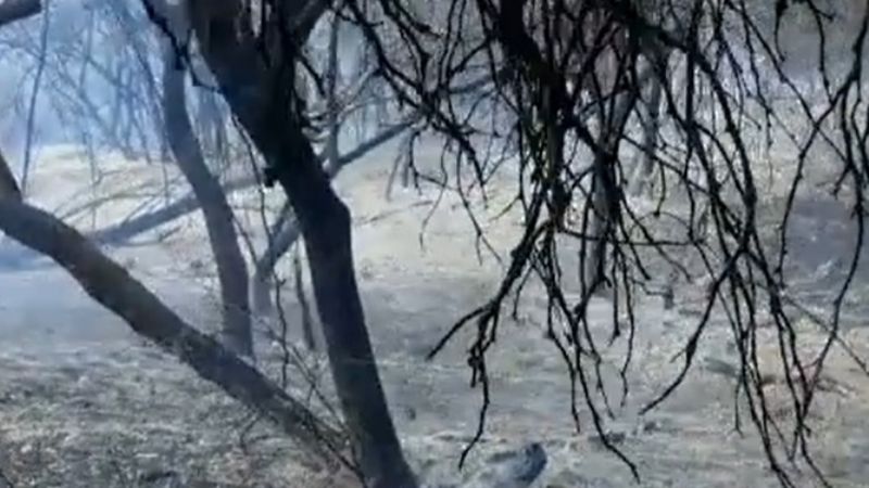 Combatieron incendio forestal en Banda de Varela