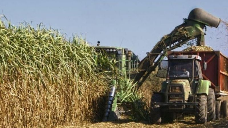 A 200 años de la industria azucarera que moldeó la identidad tucumana