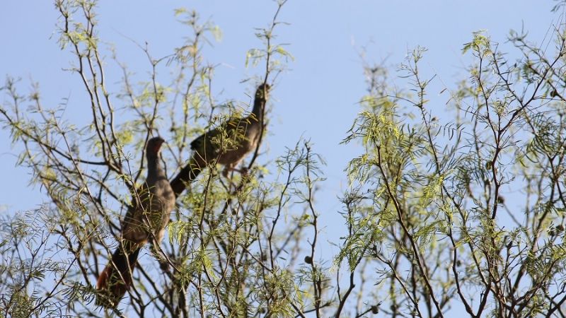 Las charatas se anticiparon a la primavera