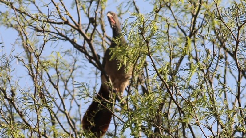 Las charatas se anticiparon a la primavera