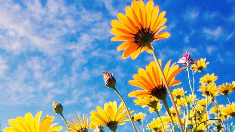 Equinoccio de Primavera 2021: ¿Qué es y cuándo empieza en Argentina?